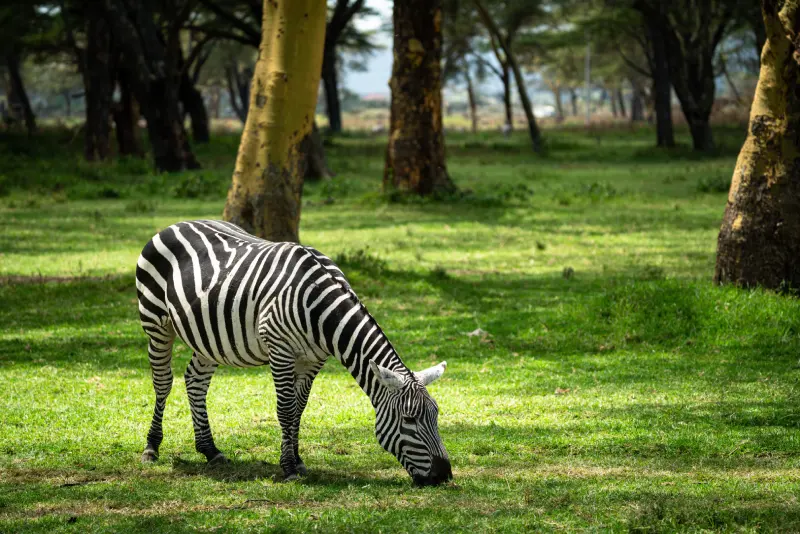 Sanctuary Farm – A Peaceful Retreat in the Heart of Naivasha